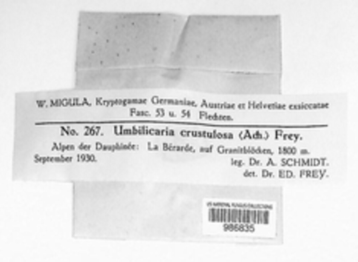 Umbilicaria crustulosa image